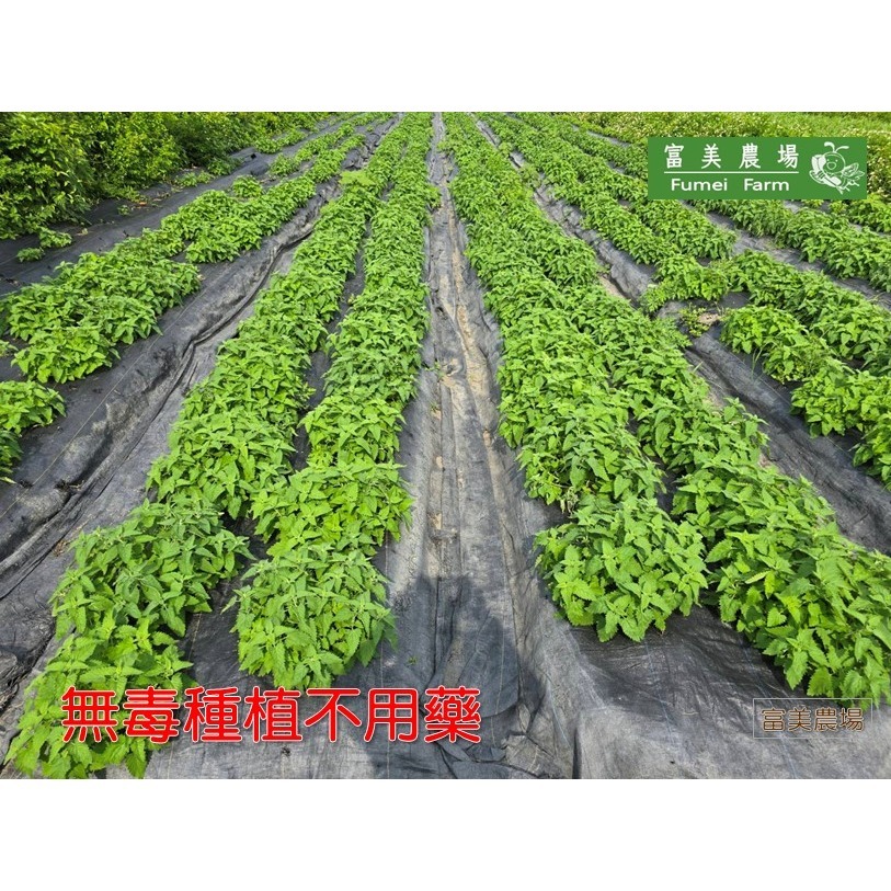 貓薄荷細粉  貓薄荷草 以天然新鮮貓薄荷葉烘乾 天然無添加  貓薄荷草細粉 貓零食-細節圖3