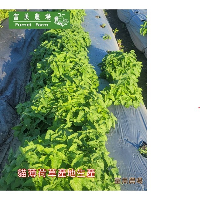 貓薄荷 貓薄荷草 A級細葉 A級全葉  B級梗葉 貓草 天然貓薄荷葉 100%新鮮貓薄荷葉低溫烘焙 貓咪特愛-細節圖5