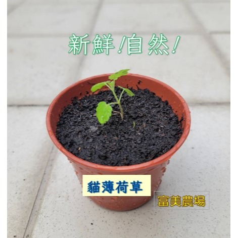 【寵物專用、無藥劑處理】寵物牧草 貓薄荷種子買二送一 貓草 適用貓食用的寵物牧草 富美農場 新鮮 ! 自然 !-細節圖3