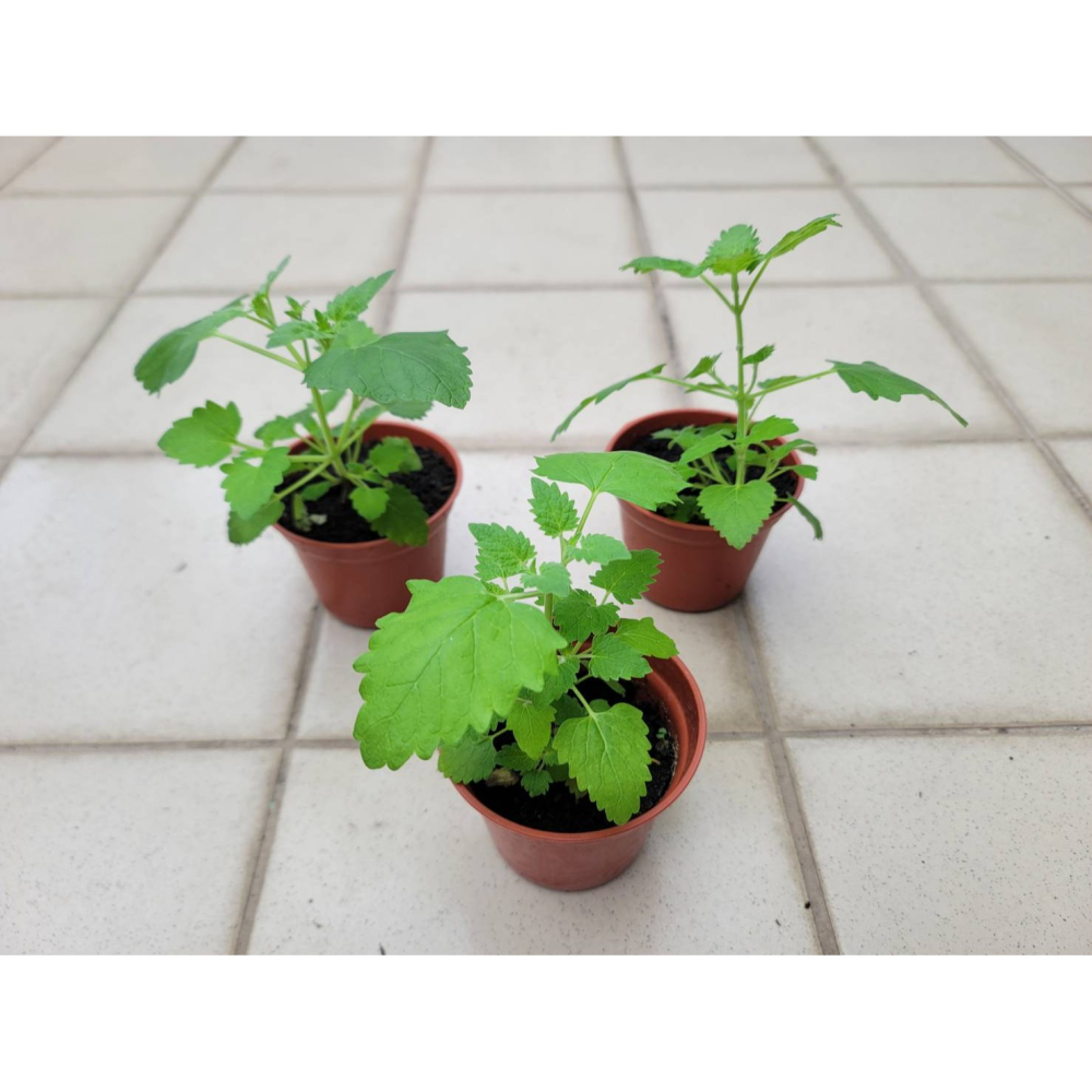 【寵物專用、無藥劑處理】寵物牧草 貓薄荷種子買二送一 貓草 適用貓食用的寵物牧草 富美農場 新鮮 ! 自然 !-細節圖5