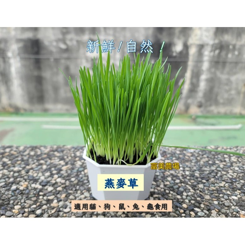 【寵物專用、無藥劑處理】寵物牧草 燕麥草種子買二送一 貓草 貓草種子 寵物牧草種子  富美農場 新鮮 ! 自然 !-細節圖3