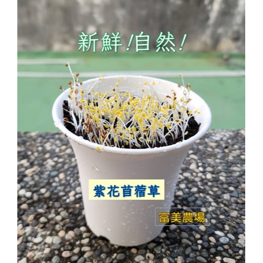 【寵物專用、無藥劑處理】寵物牧草 苜蓿草種子買二送一 貓草 貓草種子 寵物牧草種子🌿 富美農場 新鮮 ! 自然 !-細節圖2