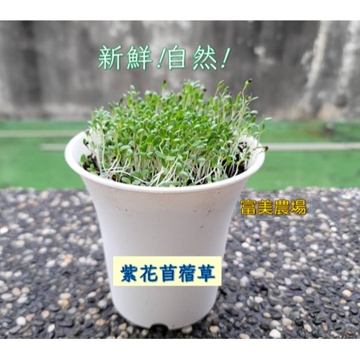 【寵物專用、無藥劑處理】寵物牧草 苜蓿草種子買二送一 貓草 貓草種子 寵物牧草種子🌿 富美農場 新鮮 ! 自然 !-細節圖3