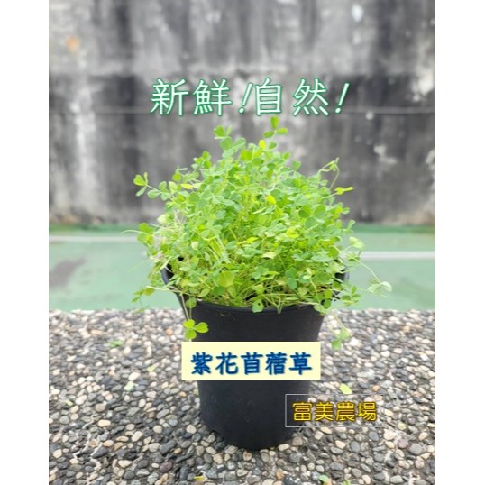 【寵物專用、無藥劑處理】寵物牧草 苜蓿草種子買二送一 貓草 貓草種子 寵物牧草種子🌿 富美農場 新鮮 ! 自然 !-細節圖4