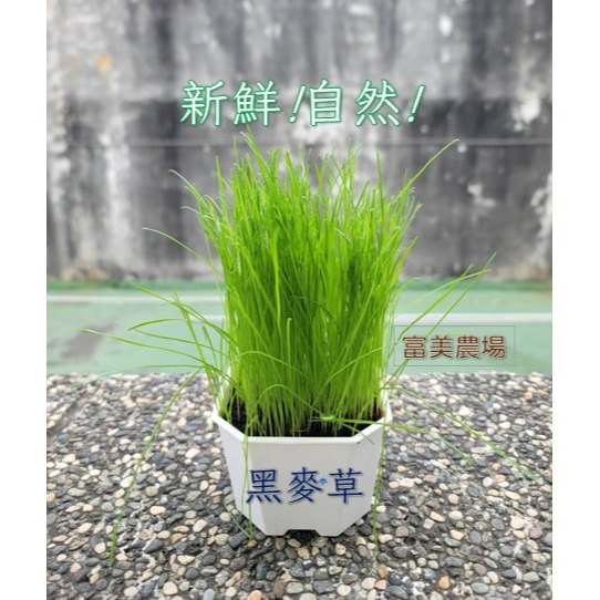 【寵物專用、無藥劑處理】寵物牧草 黑麥草種子買二送一  新鮮貓草 貓草種子 寵物牧草種子 富美農場 新鮮 ! 自然 !-細節圖4