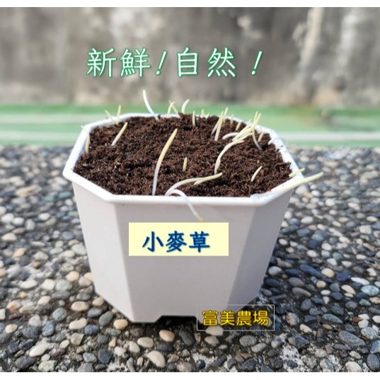 【寵物專用、無藥劑處理】寵物牧草小麥草種子(1公斤) 貓草種子 寵物牧草種子 富美農場 新鮮 ! 自然 !-細節圖2