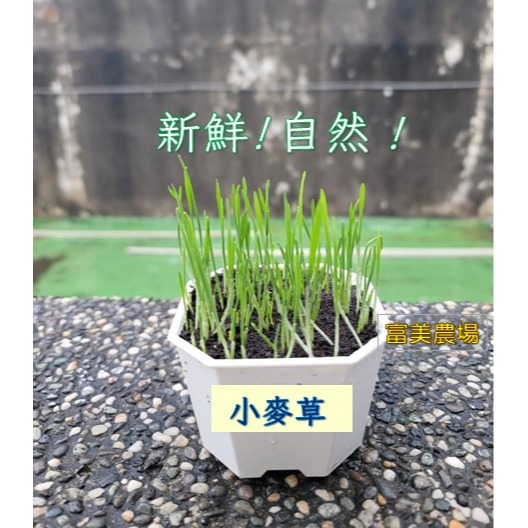 【寵物專用、無藥劑處理】寵物牧草小麥草種子(1公斤) 貓草種子 寵物牧草種子 富美農場 新鮮 ! 自然 !-細節圖3