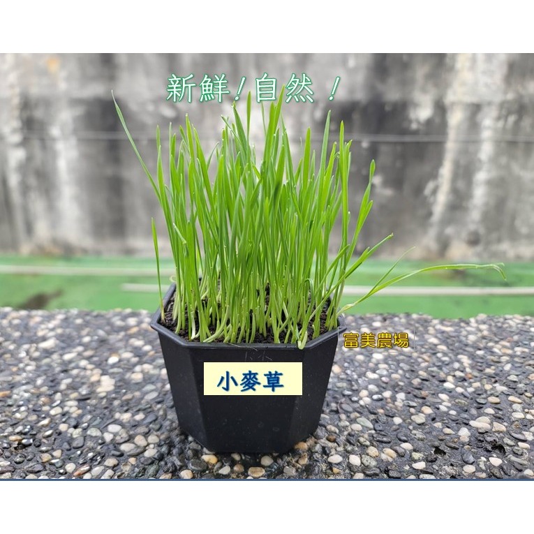 【寵物專用、無藥劑處理】寵物牧草小麥草種子(1公斤) 貓草種子 寵物牧草種子 富美農場 新鮮 ! 自然 !-細節圖4