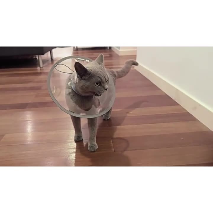 台灣現貨 + 預購 * 伊莉莎白圈貓咪絕育術後護理項圈透明防水PVC狗狗防舔咬寵物脖套-細節圖6