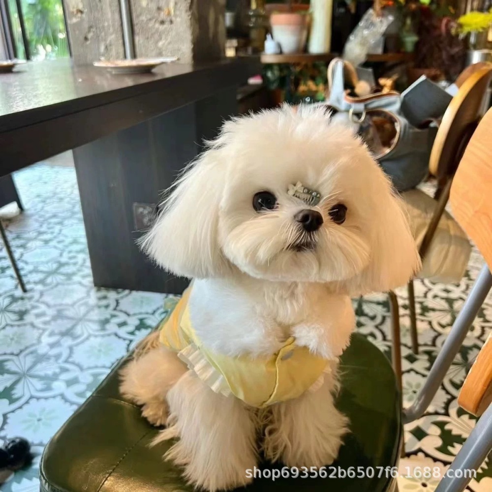 預購款C210/狗狗蝴蝶結棉衣寵物-細節圖2