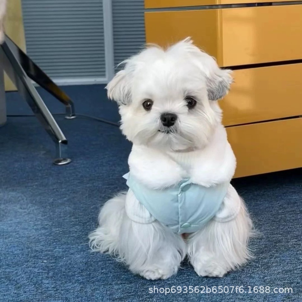 預購款C210/狗狗蝴蝶結棉衣寵物-細節圖3