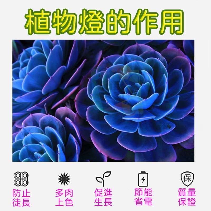 【宸欣國際】 Cxin LED植物生長燈 全波長紅藍光 萬用補光燈 室內植物燈 多肉植物燈 補光燈 全光譜 開立發票-細節圖3