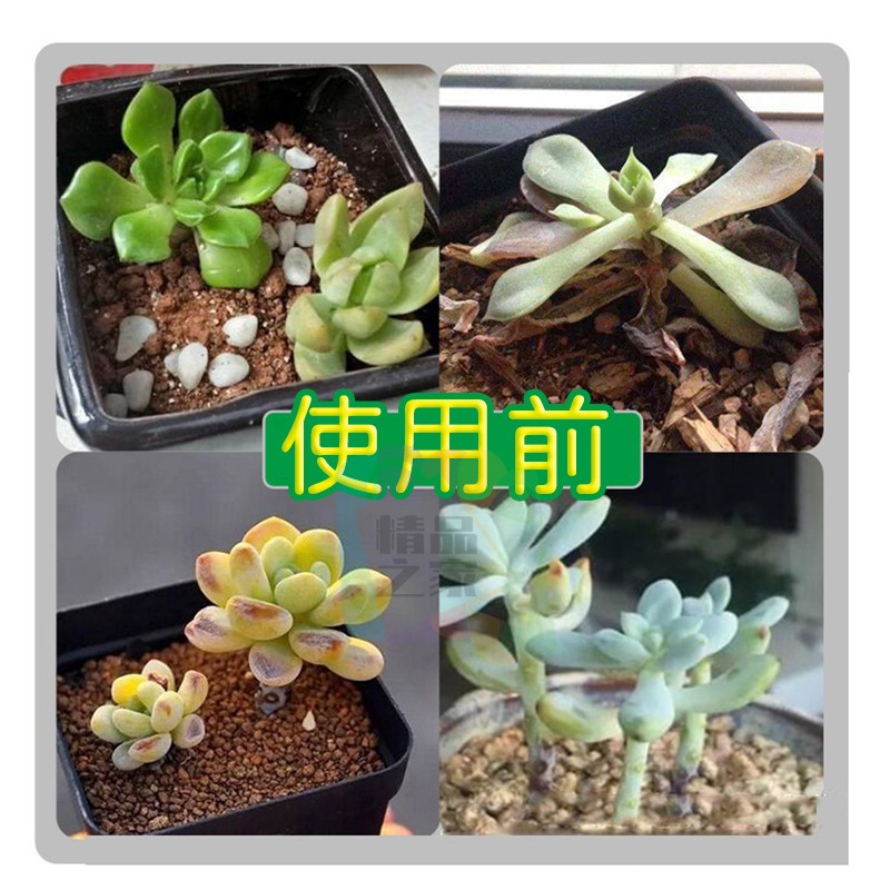 【宸欣國際】 Cxin LED植物生長燈 全波長紅藍光 萬用補光燈 室內植物燈 多肉植物燈 補光燈 全光譜 開立發票-細節圖4