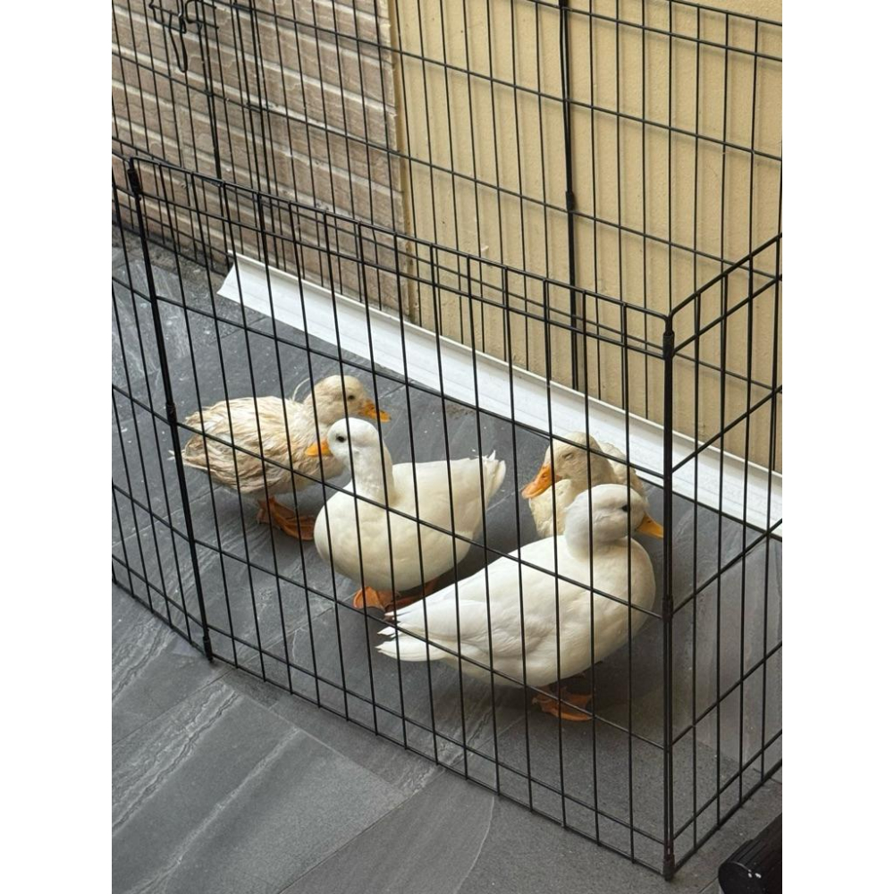 『有門市可看 』一組八片 寵物 金屬64X64 cm(強化型)靜電粉體烤漆組合式圍片/柵欄/圍欄/ 圍籬/圍欄-細節圖2