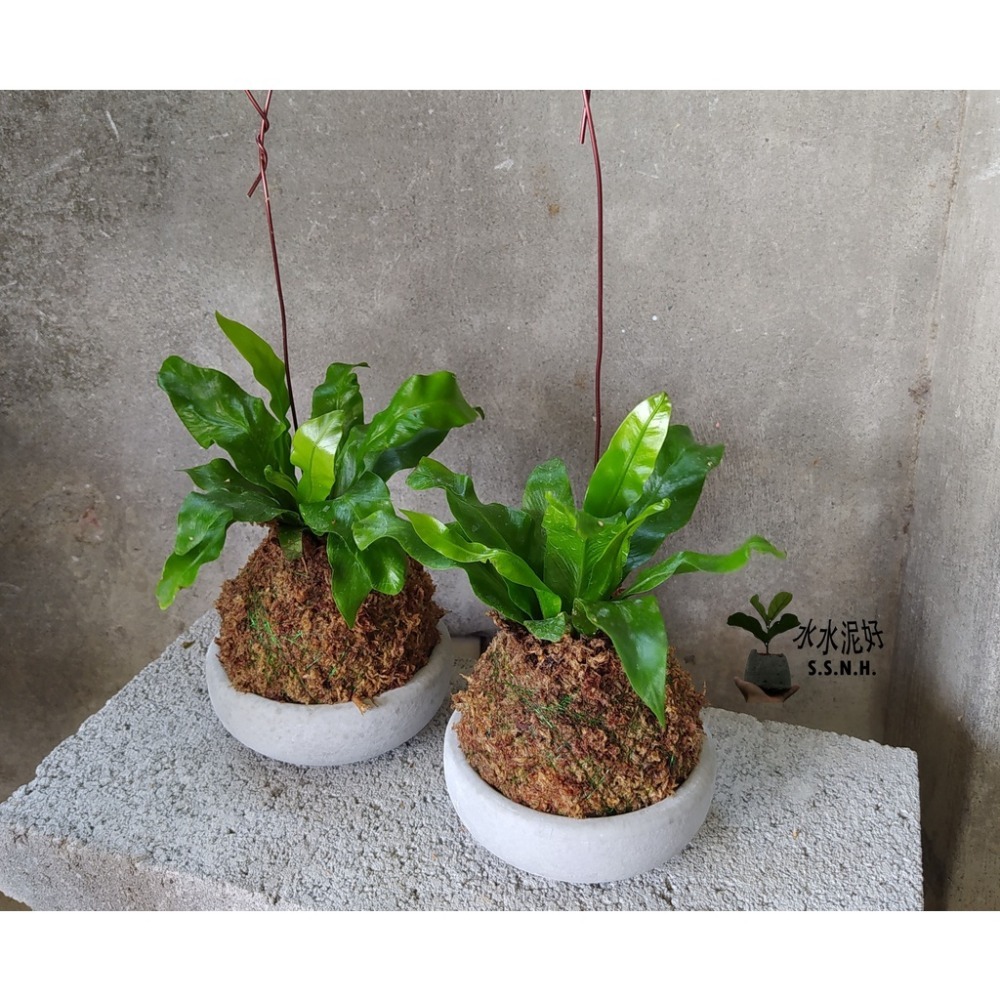 苔球 苔玉 苔球上板窗孔龜背芋波士頓腎蕨 蕾絲蕨 鐵線蕨 兔腳蕨 山蘇苔球 圓葉椒草 黃金葛苔球 吊蘭-規格圖2