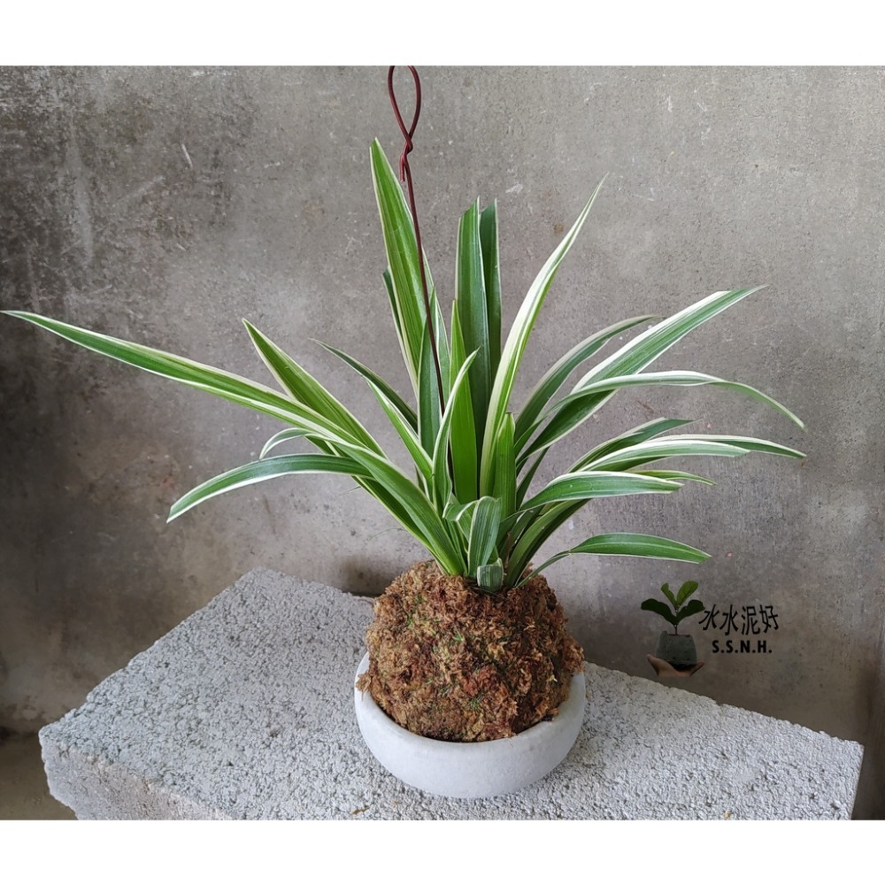 苔球 苔玉 苔球上板窗孔龜背芋波士頓腎蕨 蕾絲蕨 鐵線蕨 兔腳蕨 山蘇苔球 圓葉椒草 黃金葛苔球 吊蘭-規格圖2