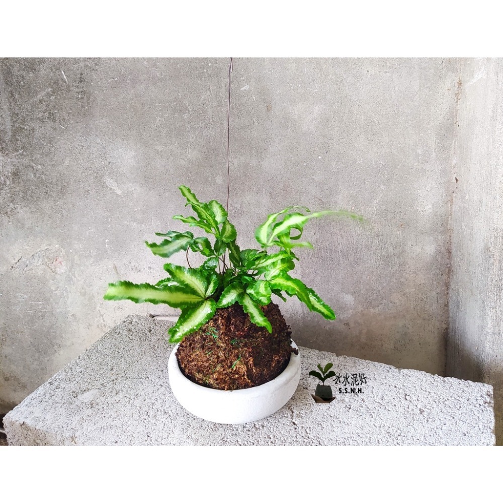 白玉鳳尾蕨苔球