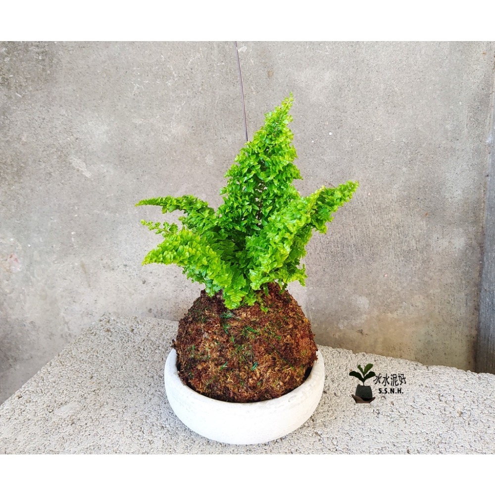 苔球 苔玉 苔球上板窗孔龜背芋波士頓腎蕨 蕾絲蕨 鐵線蕨 兔腳蕨 山蘇苔球 圓葉椒草 黃金葛苔球 吊蘭-規格圖2