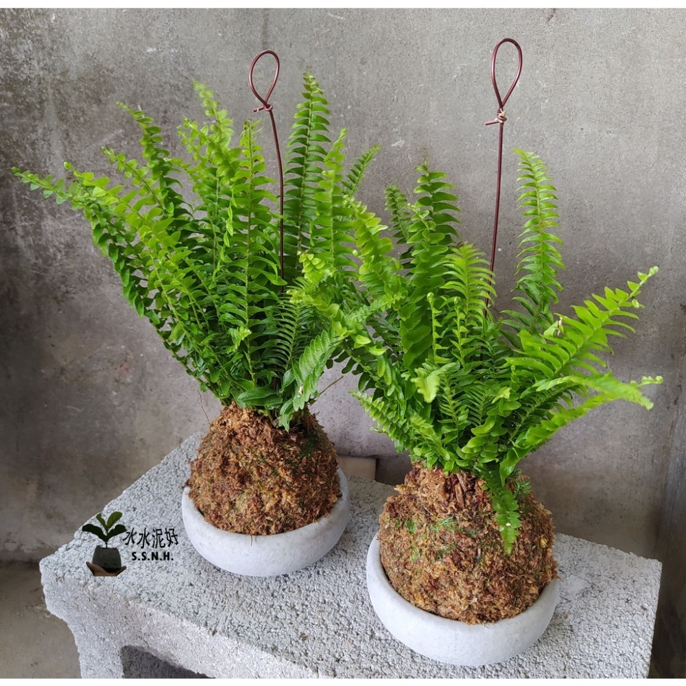 苔球 苔玉 苔球上板窗孔龜背芋波士頓腎蕨 蕾絲蕨 鐵線蕨 兔腳蕨 山蘇苔球 圓葉椒草 黃金葛苔球 吊蘭-規格圖2