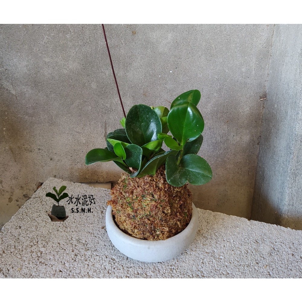 苔球 苔玉 苔球上板窗孔龜背芋波士頓腎蕨 蕾絲蕨 鐵線蕨 兔腳蕨 山蘇苔球 圓葉椒草 黃金葛苔球 吊蘭-規格圖2