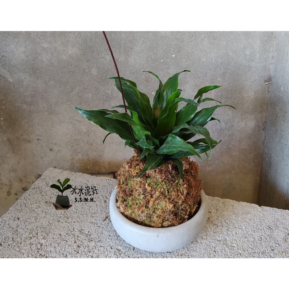 阿波羅千年木苔球