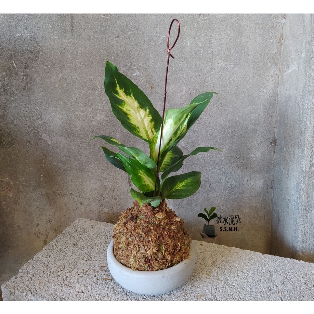 苔球 苔玉 苔球上板窗孔龜背芋波士頓腎蕨 蕾絲蕨 鐵線蕨 兔腳蕨 山蘇苔球 圓葉椒草 黃金葛苔球 吊蘭-規格圖2