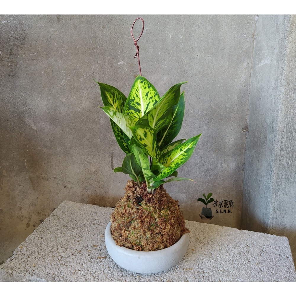 苔球 苔玉 苔球上板窗孔龜背芋波士頓腎蕨 蕾絲蕨 鐵線蕨 兔腳蕨 山蘇苔球 圓葉椒草 黃金葛苔球 吊蘭-規格圖2