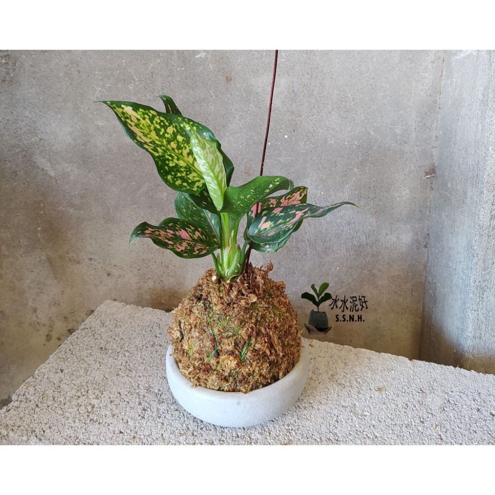 亞曼尼粗勒草苔球