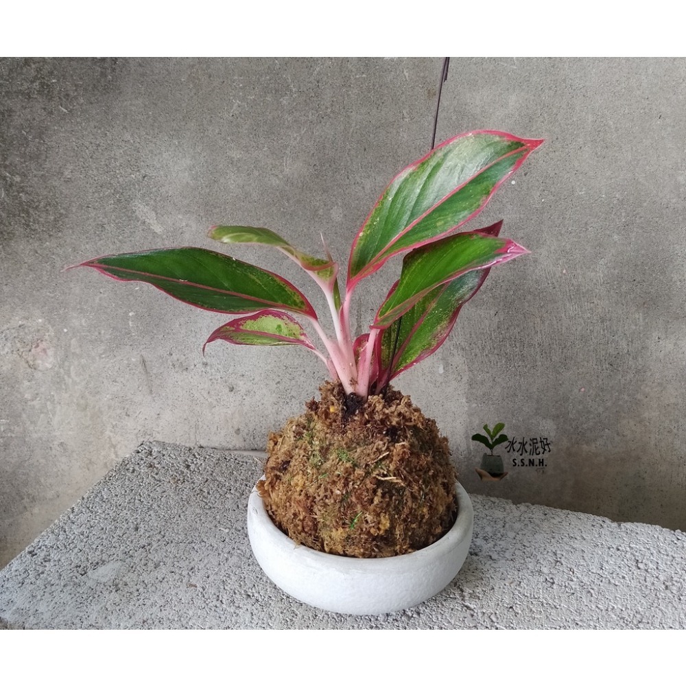 苔球 苔玉 苔球上板窗孔龜背芋波士頓腎蕨 蕾絲蕨 鐵線蕨 兔腳蕨 山蘇苔球 圓葉椒草 黃金葛苔球 吊蘭-規格圖2