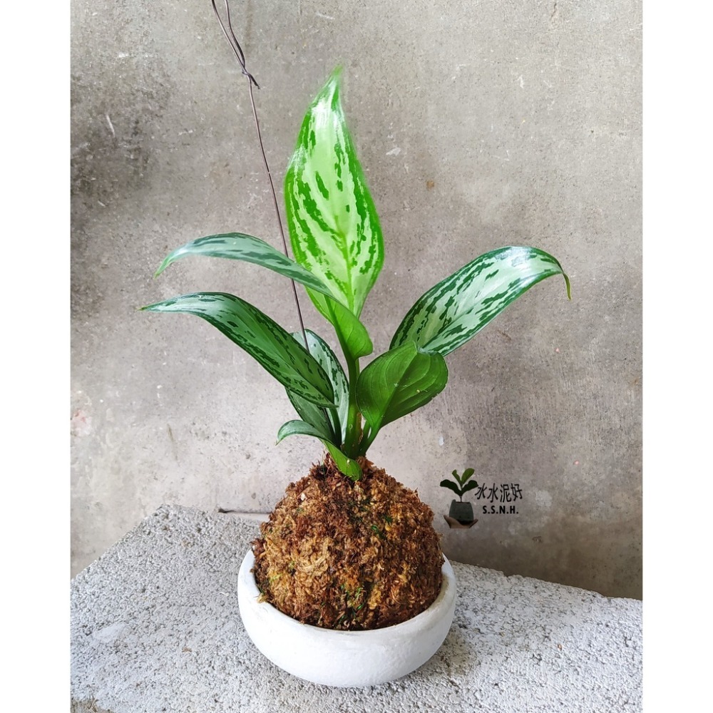 苔球 苔玉 苔球上板窗孔龜背芋波士頓腎蕨 蕾絲蕨 鐵線蕨 兔腳蕨 山蘇苔球 圓葉椒草 黃金葛苔球 吊蘭-規格圖2