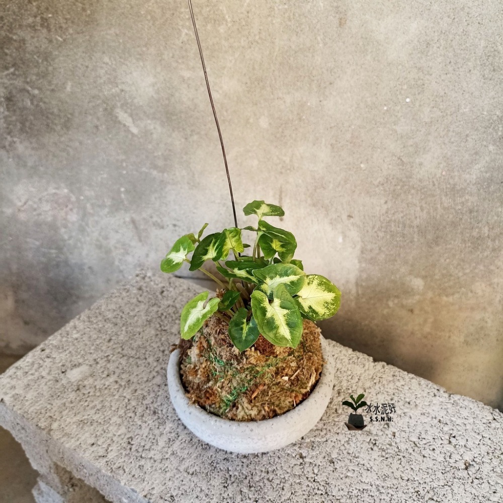 綠精靈合果芋苔球