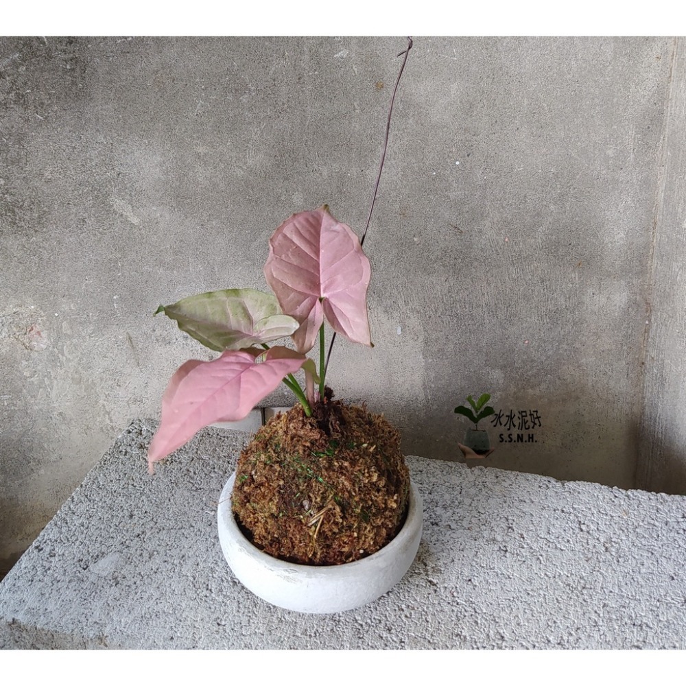 粉紅佳人合果芋苔球