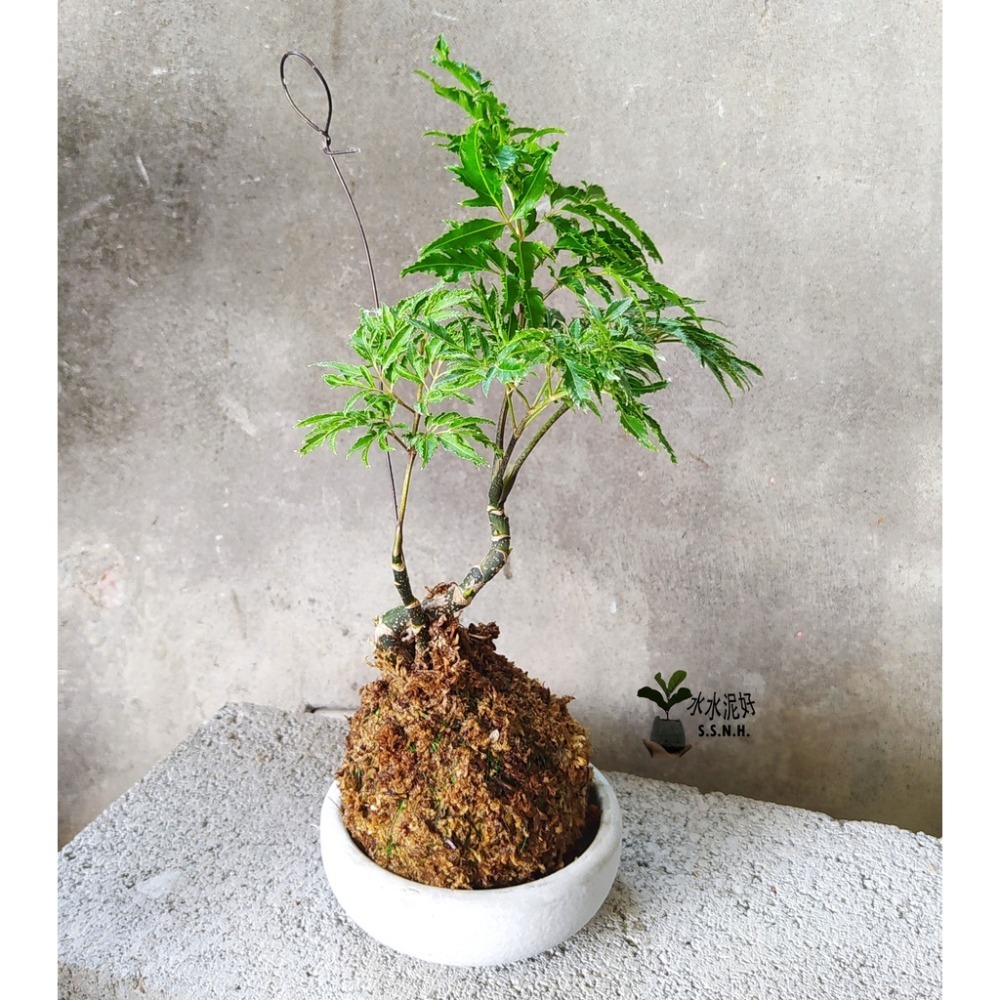 羽葉福祿桐苔球