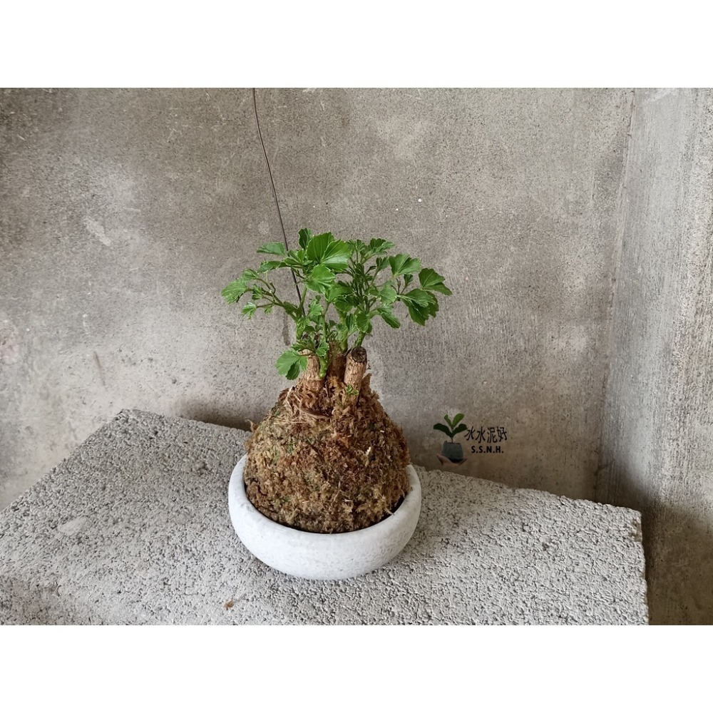 芹業福祿桐苔球