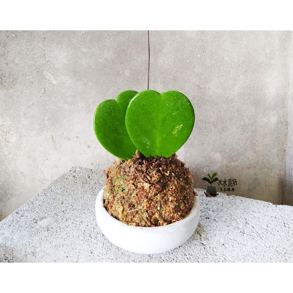 苔球 苔玉 苔球上板窗孔龜背芋波士頓腎蕨 蕾絲蕨 鐵線蕨 兔腳蕨 山蘇苔球 圓葉椒草 黃金葛苔球 吊蘭-規格圖2