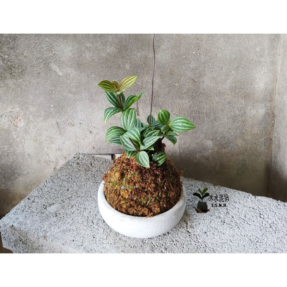 多葉蘭苔球 (白脈椒草)