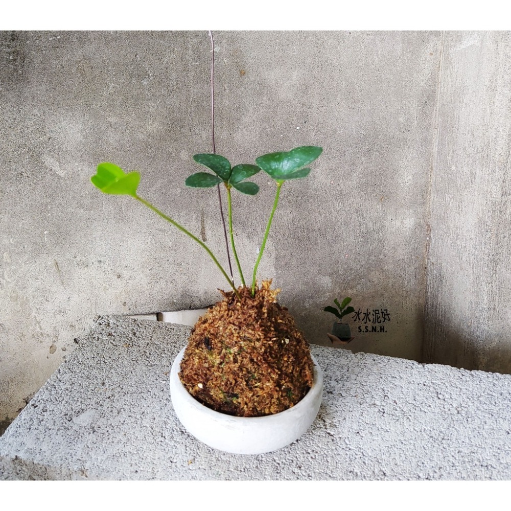 幸運鐵樹苔球  (墨西哥鐵樹)