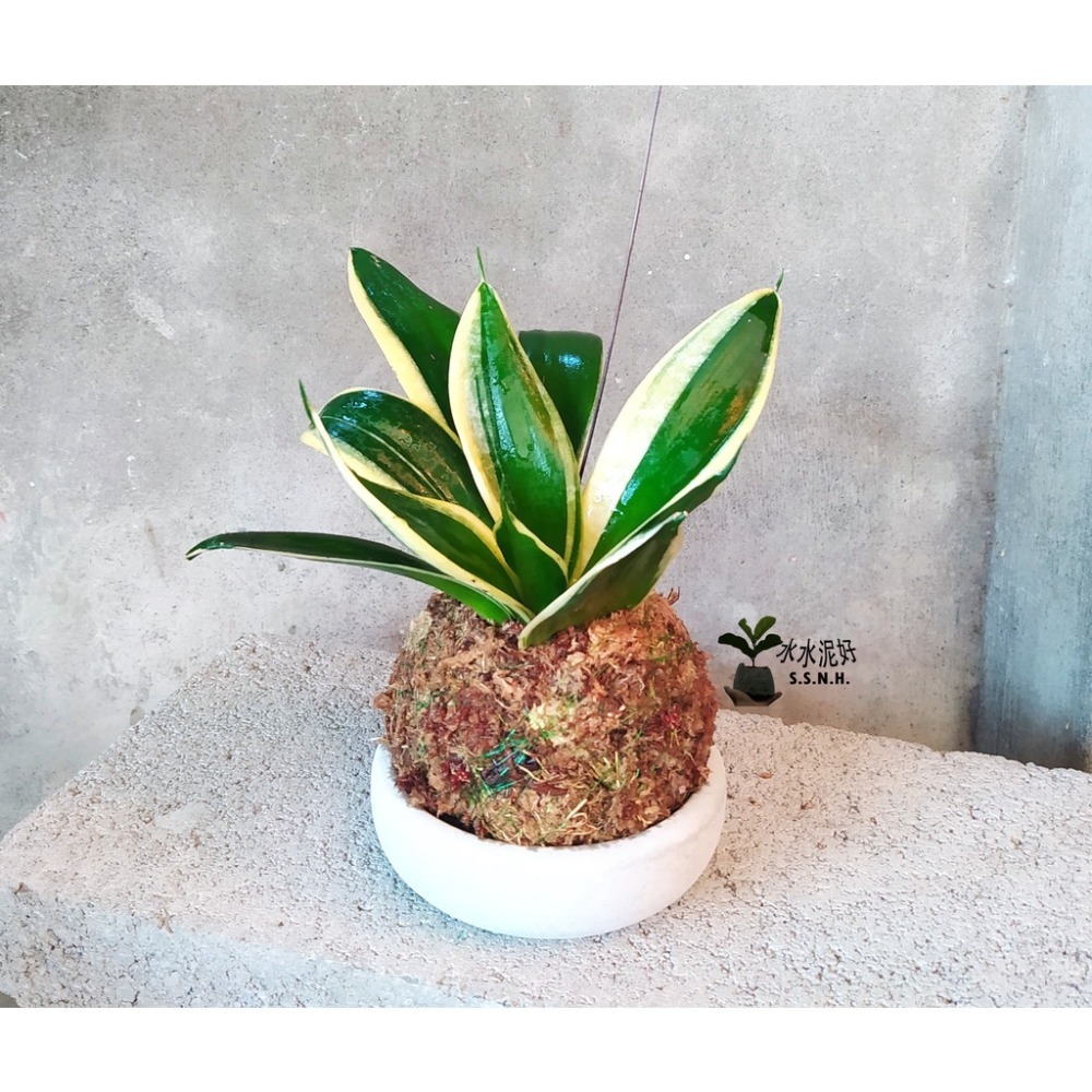 苔球 苔玉 苔球上板窗孔龜背芋波士頓腎蕨 蕾絲蕨 鐵線蕨 兔腳蕨 山蘇苔球 圓葉椒草 黃金葛苔球 吊蘭-規格圖2