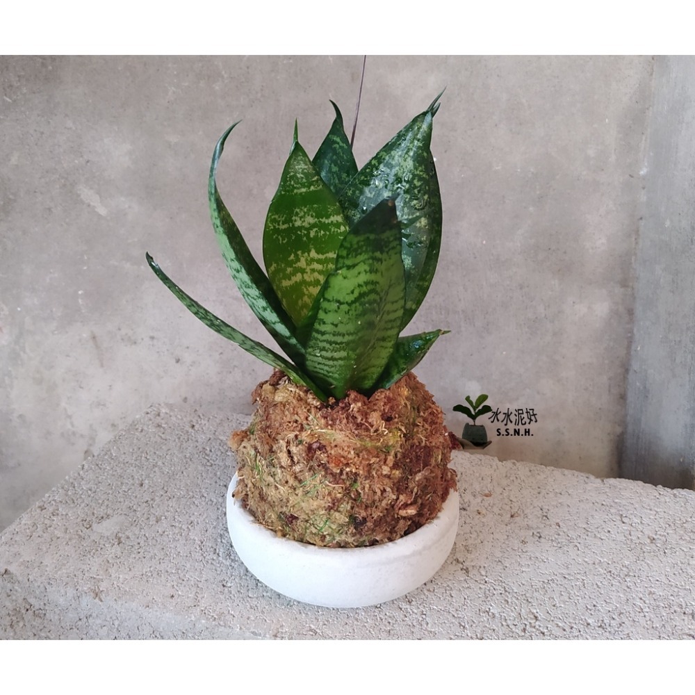 銀邊虎尾蘭苔球