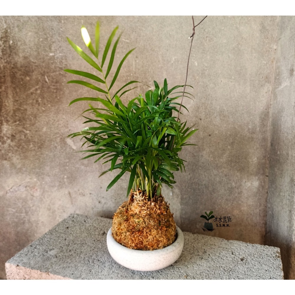 苔球 苔玉 苔球上板窗孔龜背芋波士頓腎蕨 蕾絲蕨 鐵線蕨 兔腳蕨 山蘇苔球 圓葉椒草 黃金葛苔球 吊蘭-規格圖2