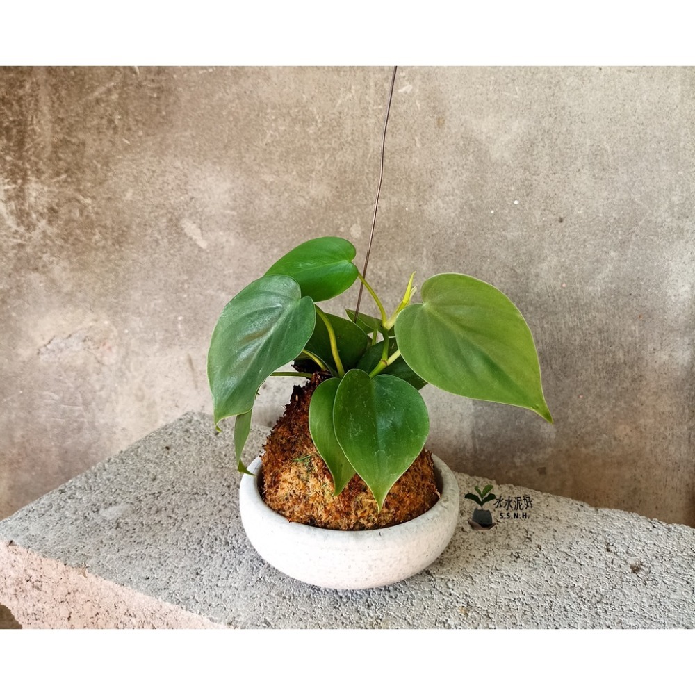 心葉蔓綠絨苔球