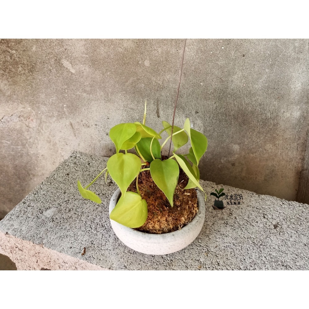 陽光心葉蔓綠絨苔球