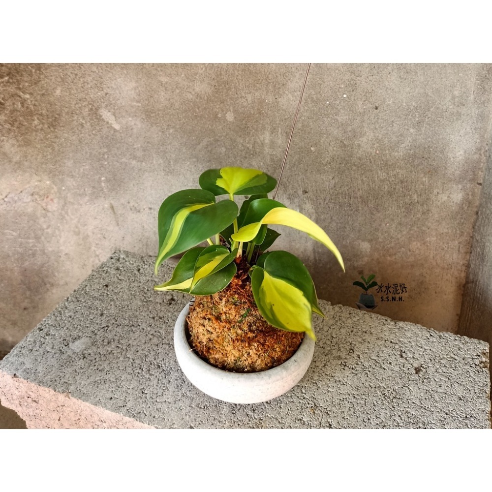 苔球 苔玉 苔球上板窗孔龜背芋波士頓腎蕨 蕾絲蕨 鐵線蕨 兔腳蕨 山蘇苔球 圓葉椒草 黃金葛苔球 吊蘭-規格圖2