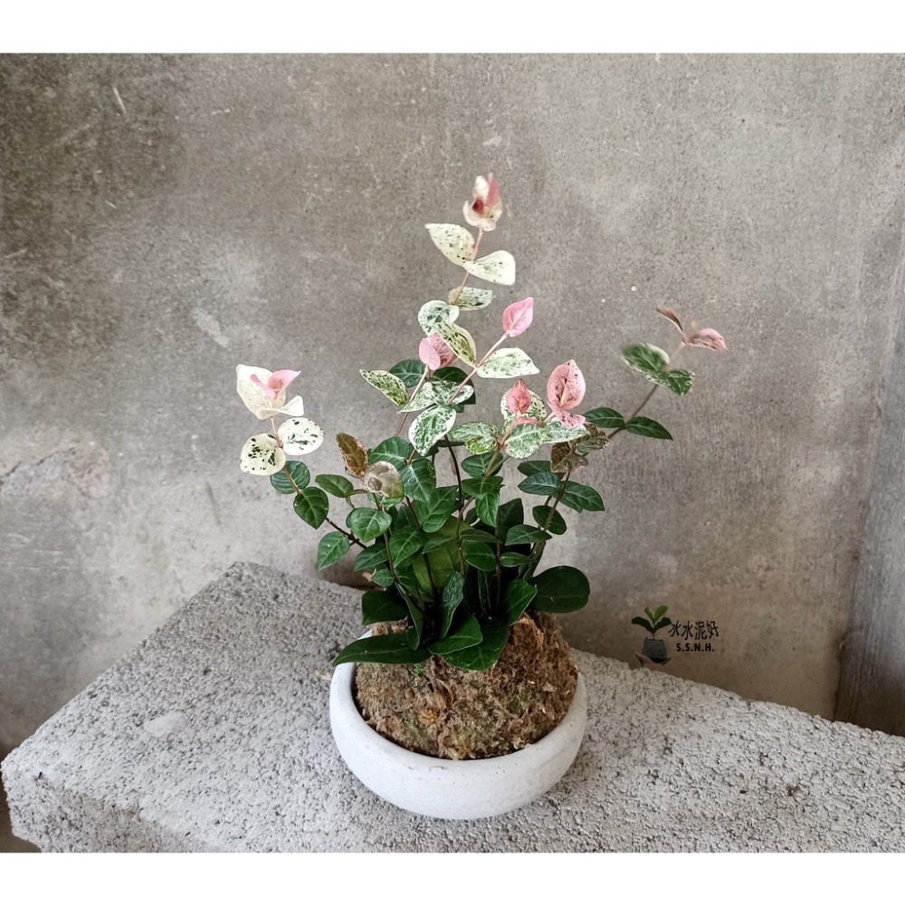 斑葉絡石苔球 (初雪葛)