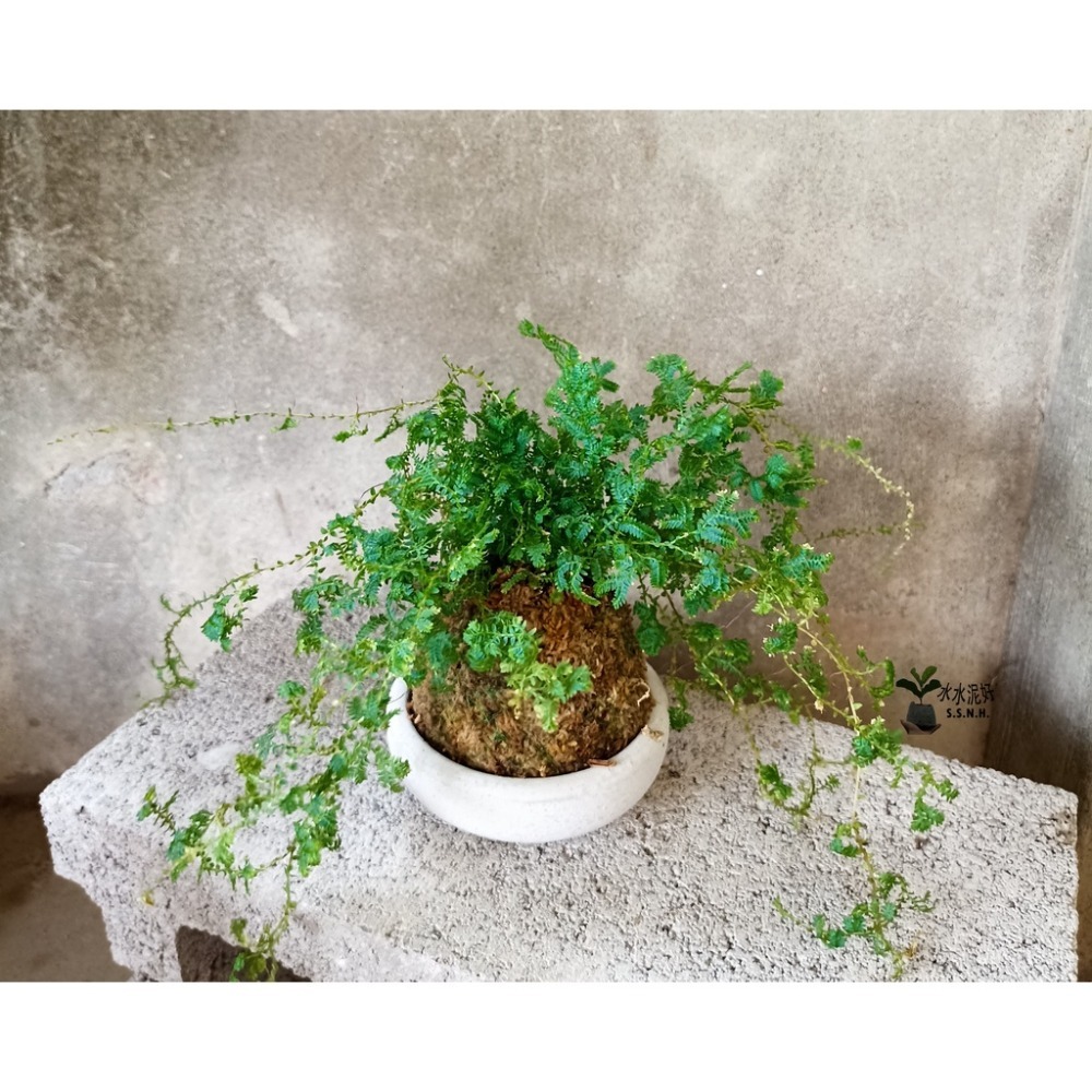 苔球 苔玉 苔球上板窗孔龜背芋波士頓腎蕨 蕾絲蕨 鐵線蕨 兔腳蕨 山蘇苔球 圓葉椒草 黃金葛苔球 吊蘭-規格圖2
