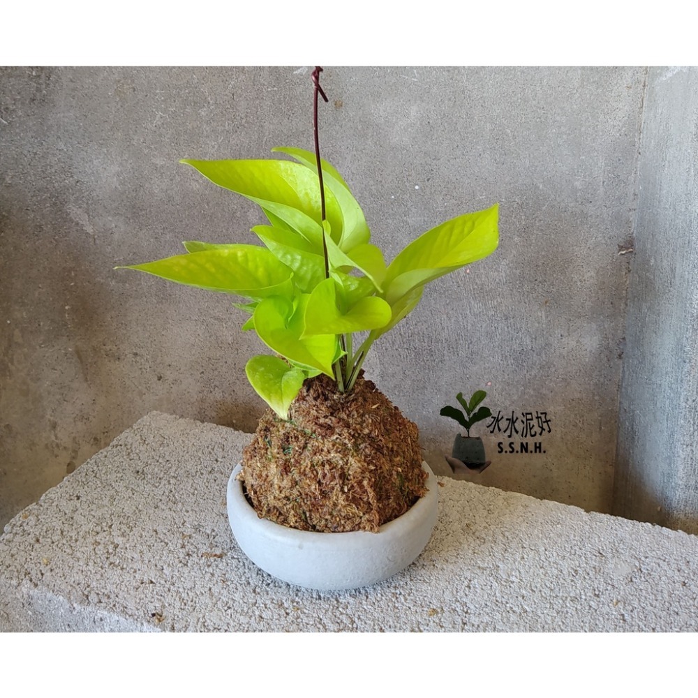 苔球 苔玉 苔球上板窗孔龜背芋波士頓腎蕨 蕾絲蕨 鐵線蕨 兔腳蕨 山蘇苔球 圓葉椒草 黃金葛苔球 吊蘭-規格圖2