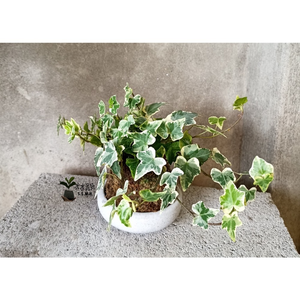 斑葉常春藤苔球