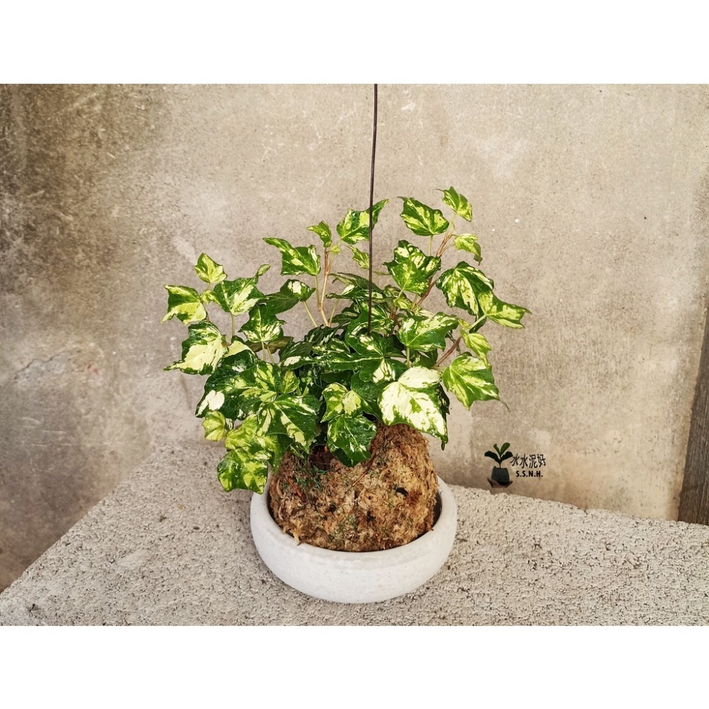 苔球 苔玉 苔球上板窗孔龜背芋波士頓腎蕨 蕾絲蕨 鐵線蕨 兔腳蕨 山蘇苔球 圓葉椒草 黃金葛苔球 吊蘭-規格圖2
