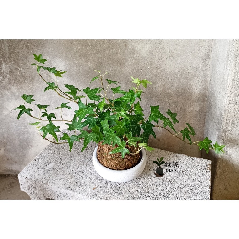 苔球 苔玉 苔球上板窗孔龜背芋波士頓腎蕨 蕾絲蕨 鐵線蕨 兔腳蕨 山蘇苔球 圓葉椒草 黃金葛苔球 吊蘭-規格圖2