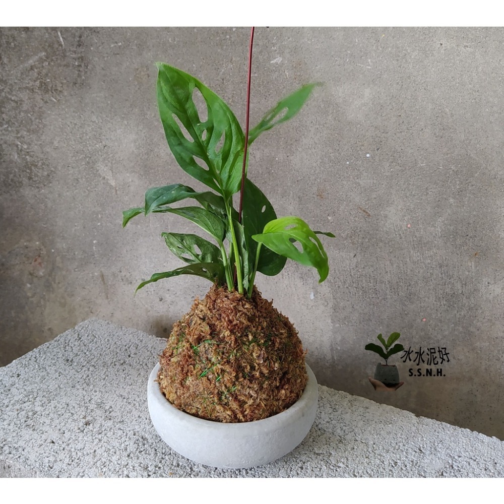 苔球 苔玉 苔球上板窗孔龜背芋波士頓腎蕨 蕾絲蕨 鐵線蕨 兔腳蕨 山蘇苔球 圓葉椒草 黃金葛苔球 吊蘭-規格圖2